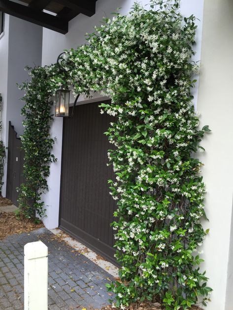 Vines Over Garage, Creeper Plants Ideas, Bougainvillea Aesthetic, Creepers Plants, Jasmine Vine, Jasmine Plant, Star Jasmine, Climbing Vines, Home Landscaping