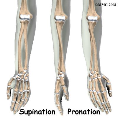 Forearm Bones, Radius Bone, Bone Anatomy, Suits Harvey, Human Body Science, Hand Anatomy, Gladiator Sandals, Anatomy, Bones