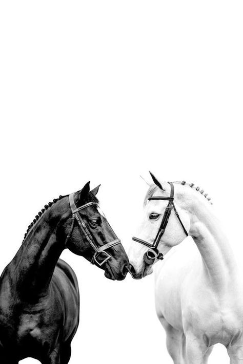 White Horse Photography, Black And White Horse, Wild Animal Wallpaper, Horseback Riding Outfits, Horse Posters, Horse Wallpaper, Horse Aesthetic, Horse Face, Most Beautiful Animals