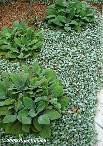 Silver Ponyfoot, Bungalow Garden, Stachys Byzantina, Texas Plants, Lamb's Ear, Silver Falls, The Gardener, Moon Garden, Ground Cover Plants