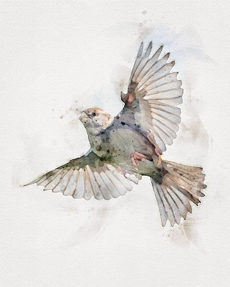 Flying Bird Digital Art. This adorable sparrow bird in flight painting is the newest original painting by Enchanted Altitude. This sparrow watercolor painting looks great as wall art, birders gifts, and more. Click to shop! Printable Watercolor Birds I Digital Bird I Bird Flying Drawing, Flying Birds Painting, Bird Flying Sketch, Birds Flying Painting, Birds In Flight Drawing, Sparrow Art Bird, Watercolor Bird Flying, Flying Birds Watercolor, Sparrow Watercolor Easy