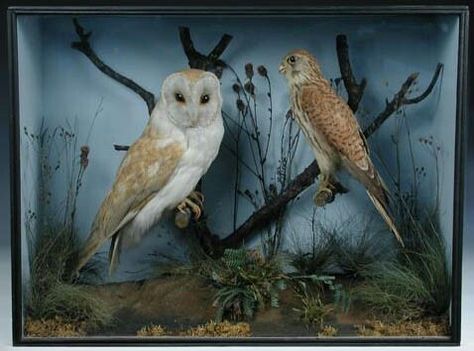 Owl Diorama idea Owl Diorama, Bird Diorama, Lantern Diorama, Box Art Ideas, Shoe Box Diorama, Diorama Kids, Bird Habitat, Box Diorama, Pumpkin House