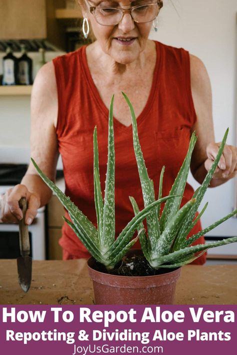 Is your Aloe vera outgrowing its current pot? In this step-by-step Aloe vera plant repotting guide, we'll walk you through choosing a pot, the soil mix to use, the steps to take, & the aftercare. Learn all about Aloe vera potting mix, Aloe vera soil, how to divide Aloe vera, how to replant Aloe vera, how to transplant Aloe vera, replanting Aloe vera, how to repot an Aloe plant, repot Aloe vera, repotting Aloe, & repotting Aloe vera. Aloe vera is a useful & popular succulent houseplant! Aloe Vera Indoor, Potted Aloe Vera, Replanting Succulents, Plant Repotting, Growing Aloe Vera, Aloe Vera Care, Zebra Plant, Plant Care Houseplant, Succulent Soil