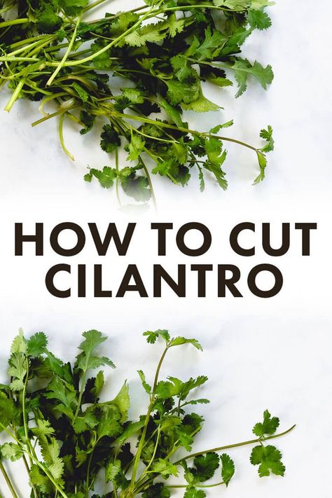 How to Cut Cilantro – A Couple Cooks How To Chop Cilantro, How To Use Cilantro, Cilantro Oil, Mexican Sweet Potatoes, Cilantro Plant, Cilantro Recipes, A Couple Cooks, Herbs Plants, Knife Skills