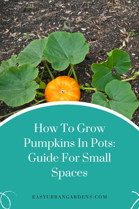 If you have limited space to garden, but you want to try growing pumpkins in pots, have a look at my full guide. I give you some ideas on the best varieties to try, tips on growing and also how to get more pumpkins using hand pollination. Check out the full article for this and more. How To Grow Pumpkins In Small Space, Pumpkins In Pots, Grow Pumpkins From Seeds, How To Grow Pumpkins, Grow Pumpkins, Types Of Pumpkins, Planting Succulents Indoors, Pumpkin Varieties, Planting Pumpkins