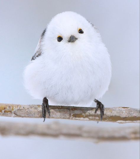 Fat Bird, Save Wildlife, White Bird, Cute Wild Animals, Cute Birds, Animal Planet, Birds Painting, 귀여운 동물, Cuteness Overload