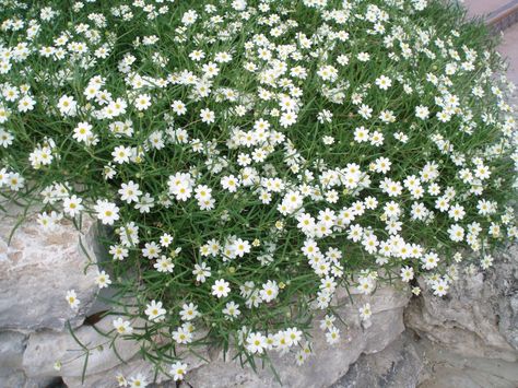 Blackfoot Daisy (Melampodium leucanthum)          Native Land: Native to the Hill Country.  Sun/Shade: Prefers full sun; part shade OK  Fl... Blackfoot Daisy, Garden List, Texas Sage, Daisy Image, Texas Native Plants, Texas Gardening, Plant Information, Desert Garden, Sun Plants