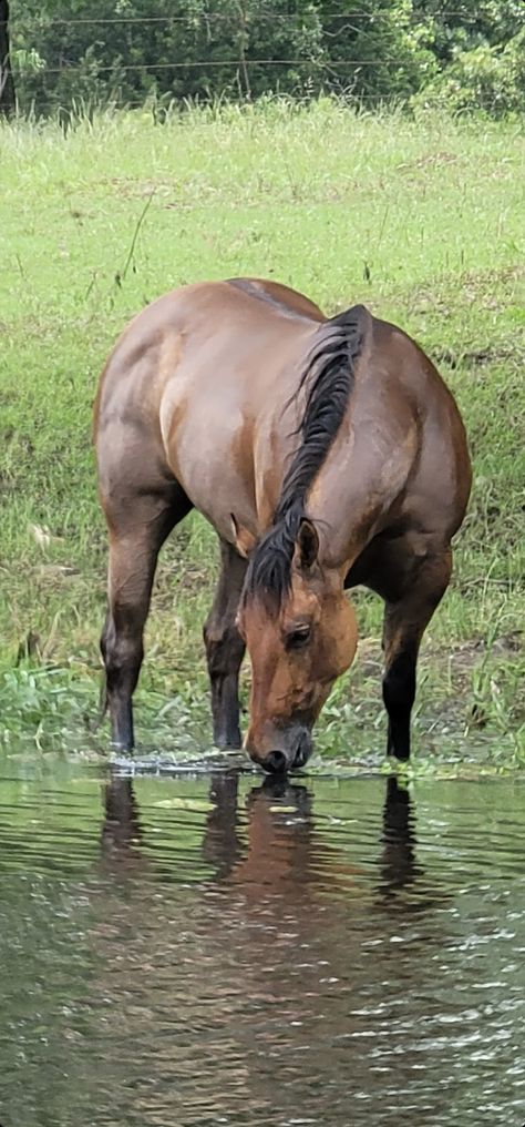 🥰 Deets the Dunn Quarter Horse Aesthetic, Quater Horses, Dunn Horse, Quarter Horses, Horse Water, Victorian Paintings, Farm Lifestyle, American Quarter Horse, Horse Aesthetic