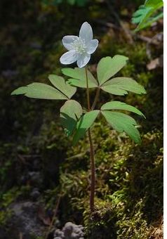 Anemone Nemorosa, Minnesota Wildflowers, Wood Anemone, Spring Awakening, Peonies Garden, Office Plants, Native Garden, Forest Floor, Goldfinch