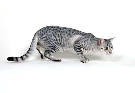 Cat Crouching Reference, Cat Action Poses, Hissing Cat Reference, Cat Hissing References, Dynamic Big Cat Poses, Cat Crouching, Cats Png, Cat Poses, Cat Base