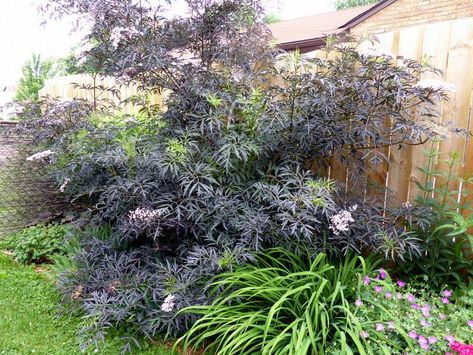 Entire plant photo of Elderberry (Sambucus nigra Black Lace™) uploaded to Garden.org by molanic Sambucus Nigra Black Lace, Black Lace Elderberry, Sambucus Nigra, Photo Location, Garden Plants, Black Lace, Lace, Plants, Black