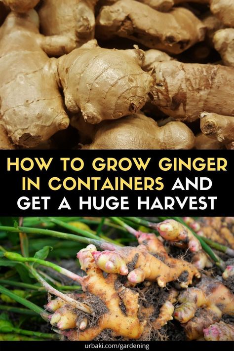 Planting Ginger, Grow Turmeric, Growing Ginger, Outdoor Herb Garden, Garden Growing, Ginger Benefits, Indoor Vegetable Gardening, Growing Veggies, Garden Veggies