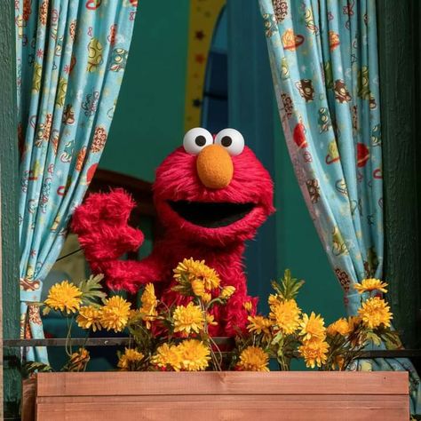 Rosita Sesame Street, Sesame Street Aesthetic, Cursed Elmo, Funny Elmo, The Electric Mayhem, Seaseme Street, Elmo And Friends, Electric Mayhem, Elmo World