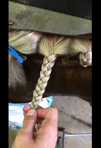 Mane Braids, Horse Hairstyles, Horse Braids, Horse Mane Braids, Horse Hair Braiding, Horse Braiding, Horse's Neck, How To Braid, Horse Mane