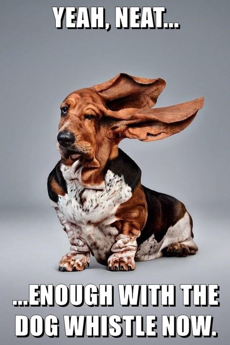 Keep It Up And I'm Getting A HUMAN Whistle Basset Dog, Basset Hound Dog, Bassett Hound, Hound Dog, Basset Hound, E Card, Funny Animal Pictures, Siberian Husky, Funny Dogs