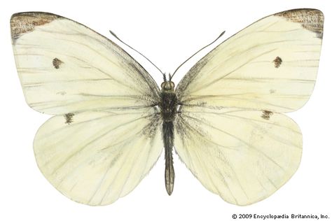 white butterfly | insect | Britannica.com Cabbage Butterfly, Insect Art, White Butterfly, Butterfly Tattoo, Big Canvas Art, Great Big Canvas, Canvas Print Wall, Sale Poster, Poster Wall Art