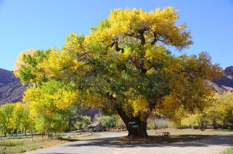 Beautiful Cottonwood Tree in Autumn. Near Moab, Utah , #Affiliate, #Tree, #Cottonwood, #Beautiful, #Utah, #Moab #ad Cottonwood Tree, Backyard Trees, Poplar Tree, Eastern White Pine, Fast Growing Trees, Fast Growing Plants, Small Yard, Watercolor Trees, Deciduous Trees