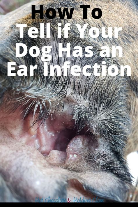 Yeast In Dogs Ears, Yeast Infection Prevention, Yeast In Dogs, Ear Infections In Dogs, Dog Ear Infections, Ear Images, Cleaning Dogs Ears, Dogs Ears Infection, Ear Ache