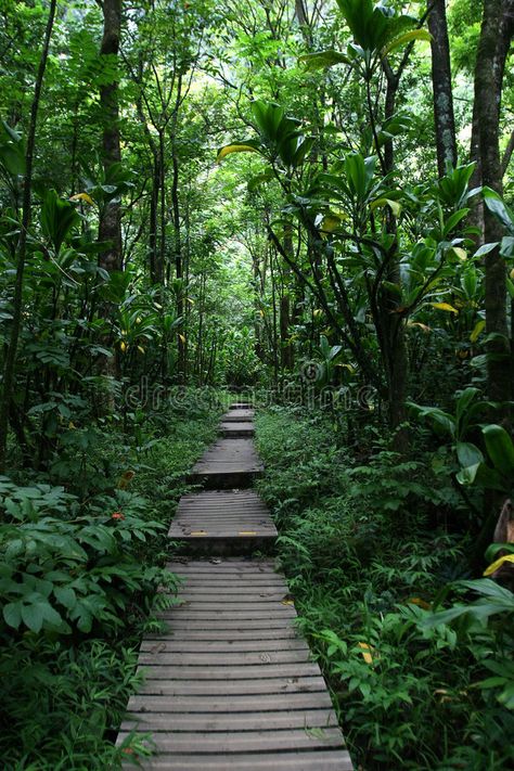 Wooden Pathway Ideas, Garden With Pots, Forest Walkway, Hawaii Forest, Walkways Ideas, Wood Pathway, Path In The Woods, Wooden Pathway, Wood Path