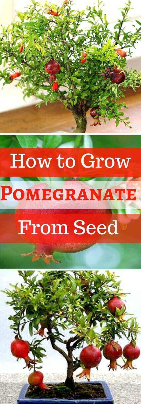 Step by Step Procedure for Growing Pomegranate Plant from Seed Indoors Growing Pomegranate From Seed, Grow Pomegranate, Pomegranate Plant, Growing Fruit Trees, Organic Vegetable Garden, Organic Gardening Tips, Growing Fruit, Hydroponic Gardening, Growing Seeds