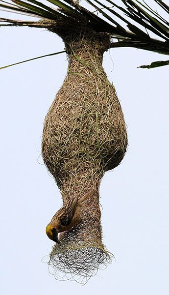 A Baya weaver (Ploceus philippinus) builds a nest in a betelnut tree on the outskirts of Guwahati city, north-east India. Nest Pictures, Guwahati City, Weaver Bird Nest, Baya Weaver, Weaver Bird, Birds Nests, Bird Nests, Exotic Birds, Pretty Birds