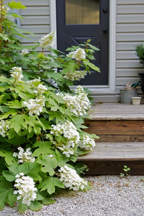 Oakleaf hydrangea Snowflake ; Gardenista Oakleaf Hydrangea Landscape, Hydrangea Landscaping, Smooth Hydrangea, Yard Inspiration, Oakleaf Hydrangea, Farmhouse Landscaping, Hydrangea Paniculata, Planting Hydrangeas, White Garden