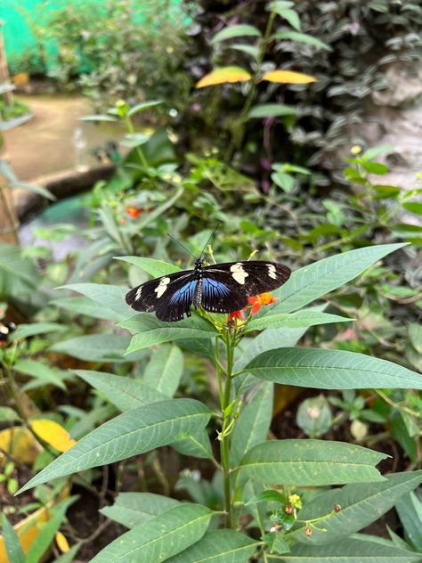 #mindo #ecuador #butterfly #travel #travelinspo #vacation Mindo Ecuador, Quito, Red Riding Hood, Travel Inspo, Rye, Ecuador, Fish Pet, Vision Board, Red