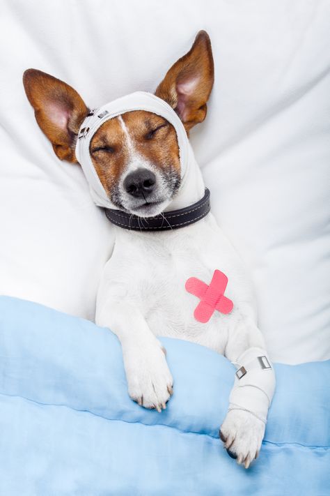 Why You Need Pet Insurance Cat Illnesses, Sick Dog, Kitten Care, Jack Russel, Pet Insurance, Healthy Pets, Pet Life, Animal Hospital, Pet Health