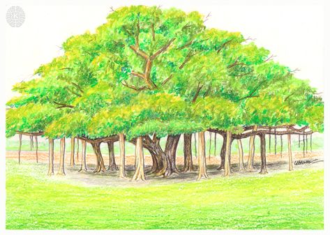 Easy draw Banyan tree with oil pastel - Video By K Art and Craft Banyan Tree Drawing, Tree Drawing For Kids, Oil Pastel Step By Step, Make Drawing, Drawing Tree, K Art, Scenery Drawing, Draw Easy, How To Make Drawing