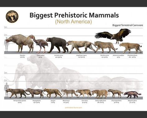 Biggest Prehistoric Mammals of NA (Carnivore), poster Prehistoric Mammals, Sabertooth Tiger, Historical Timeline, Horror Artwork, Ark Survival Evolved, Ancient Animals, Paleo Art, Extinct Animals, Dinosaur Art