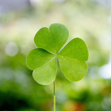 Many of us will be throwing St. Patricks Day parties this weekend. Here are some great low calorie St. Patrick's Day recipes to try out Clover Logo, Clover Seed, Shamrock Shake, Calorie Control, Three Leaf Clover, What House, Irish Soda, 4 Leaves, Friends Are Like