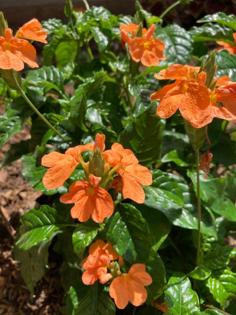 Crossandra Infundibuliformis (Perennial) 3-6 hours morning sun Crossandra Plant, Crossandra Flower, Crossandra Plant Orange, Thunbergia Mysorensis, Microsorum Thailandicum, Morning Sun, Garden Projects, Trees To Plant, Planting