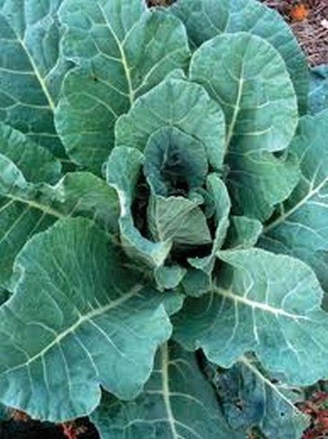 Grow enough to share with your friends and neighbors......60 days. A much improved overwintering collard. Dark green and large, the cabbage-like leaves retain their eating quality up to 2 weeks longer than other Vates types. Try Champion braised with a touch of olive oil and garlic. Especially good with ham or pork chops.This hardy collard is frost tolerant, very vigorous and great for spring or summer greens! Widely adapted, this variety holds up well in the garden and produces large, dark gree Cauliflower Leaves, Cauliflower Plant, Fall Crops, Pallet Racking, Hot Pepper Seeds, Fall Crop, Survival Gardening, Overwintering, Pepper Seeds