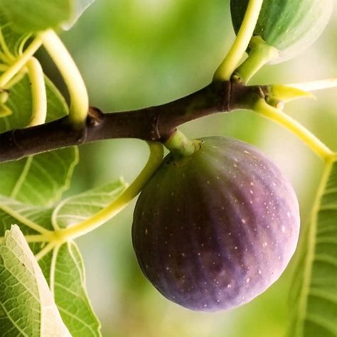 Chicago Hardy Fig, 3 Gallon, 2-pack | Costco Indoor Fruit Trees, Black Mission Fig, Fig Fruit, Tree Nursery, Arbour Day, Fruit Plants, Perfect Plants, Fig Tree, Citrus Fruit