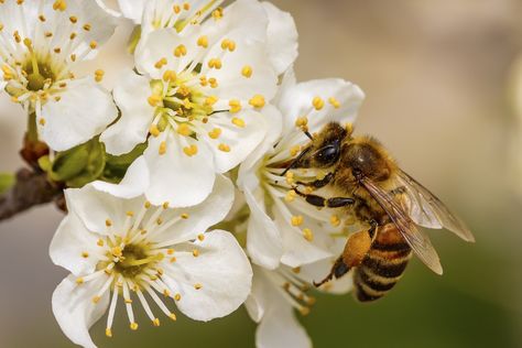 The Current State of N.C.’s Honey Bees Cherry Blossom Flowers, Cherry Blossom, Blossom, Bee, Cherry, Canvas, Flowers