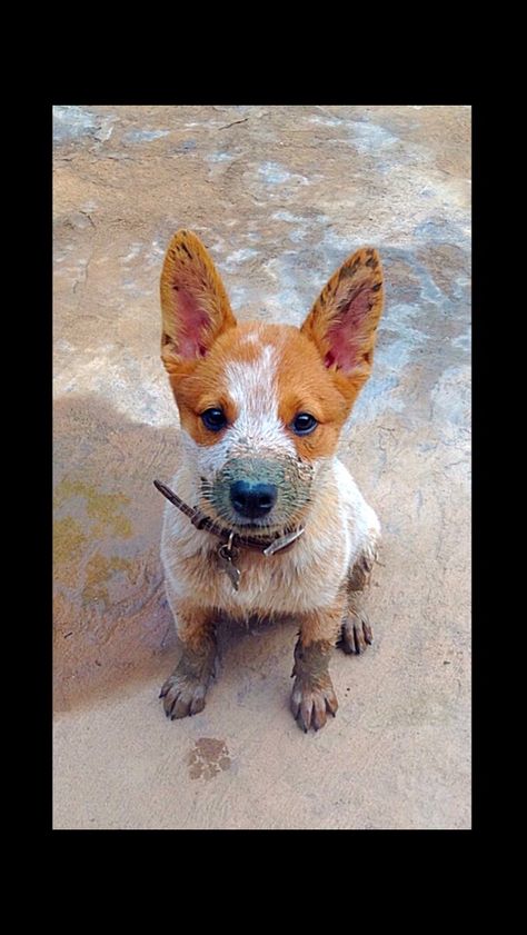 Red And Blue Heeler Mix Puppy, Red Heeler Puppy, Red Heeler Puppies, Red Heeler Dog, Heeler Puppy, Heeler Dogs, Austrailian Cattle Dog, Cattle Dogs Rule, Heeler Dog