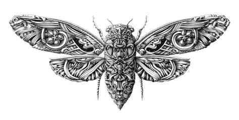 Traditional Cicada Tattoo Cicada tattoo traditional | Tattoo Ideas ... Alex Konahin, Cicada Art, Cicada Tattoo, Pencil Work, Moth Art, Surreal Artwork, Beautiful Bugs, Insect Art, Animal Graphic