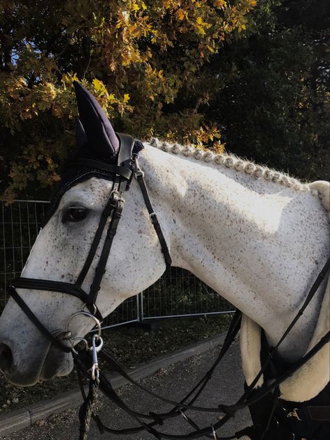 Grey Warmblood Horse, Gray Horse Aesthetic, Grey Horse Aesthetic, Showjumping Horse, Gray Horses, Grey Horses, Gray Horse, Warmblood Horses, Show Jumping Horses