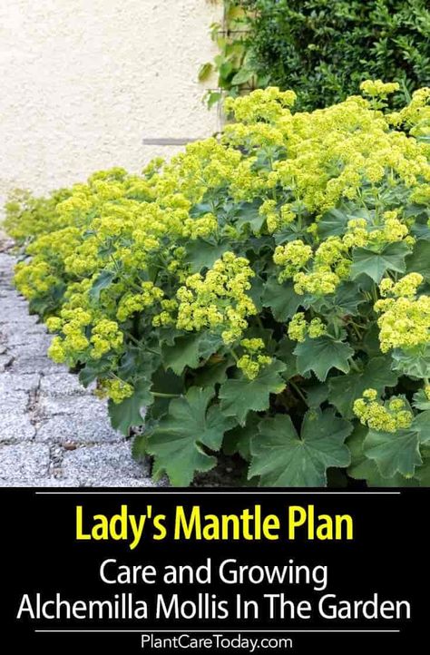 Lady's Mantle (Alchemilla Mollis) herbaceous perennial, chartreuse bloom, gray-green leaves with a scallop shape, small blooms with inconspicuous yellow-green color. Lady’s Mantle Garden, Ladies Mantle Plant, Lady's Mantle Plant, Lady’s Mantle, Ladies Mantle, Ladys Mantle, Perennials Low Maintenance, Yellow Perennials, Alchemilla Mollis