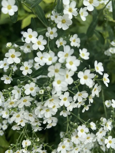 Pretty White Flowers, Little White Flowers, Tiny White Flowers, Small White Flowers, 2024 Wedding, Little Flowers, Tiny Flowers, Small Flowers, Art Sketchbook