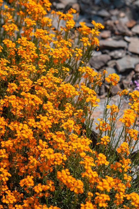 Bridgeton Fanart, Wallflower Flower, Allotment Inspiration, Siberian Wallflower, Wallflower Plant, Seed Inventory, Scent Garden, Early Spring Flowers, Planting Sunflowers