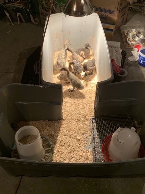 Duck Incloser, Diy Duckling Waterer, Duck Brooder Diy, Cheap Duck Coop Ideas, Duckling Brooder Ideas, Duck Brooder Ideas, Duckling Brooder, Duck Brooder, Duck Waterer