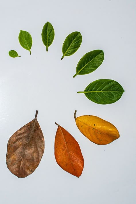 Developmental stages of a leaf with white background, autumn, background, botanical, botany, branch, brown, close-up, collection, color, colorful, decoration, developmental, dry, dry season, environment, flat, flora, foliage, fresh, freshness, garden, green, group, growth, herbal, history concept, indoor, laurel, leaf, leaves, life, natural, nature, object, orange, organic, plant, red, season, seasonal, seasoning, shape, spring, stages of growth, summer, texture, tree, tropical, white, yellow, Summer Texture, Advanced Higher Art, Background Autumn, Plant Texture, Autumn Background, Developmental Stages, Dry Leaf, Leaf Coloring, High Art