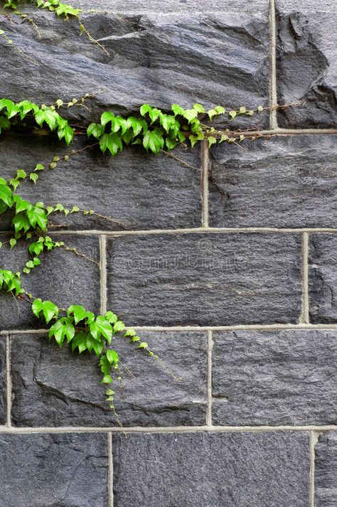 Ivy Growing on Wall. Closeup detail of green ivy on wall of building , #SPONSORED, #Wall, #Closeup, #Ivy, #Growing, #detail #ad Ivy On Wall, Tree Study, English Ivy, Green Ivy, Design Brand Identity, Creative Icon, Calabria, Icons Design, Feature Wall