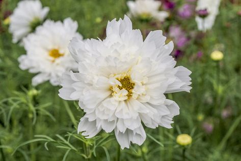 Cosmos bipinnatus 'Double Click Snow Puff' Cosmos Double Click, Tier Garden, Blooms All Summer, Mexican Feather Grass, White Cosmos, Cosmos Bipinnatus, Rose Campion, Cut Garden, White Cosmo