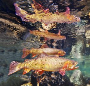 Yellowstone Cutthroat- Fish Eye Guy Photography Trout Photography, Grayling Fish, Montana Art, Cutthroat Trout, Fly Fishing Art, Fishing Photography, Brook Trout, Pike Fishing, Rare Species