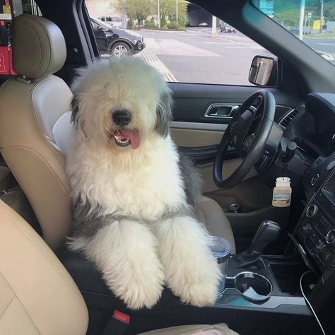 Declan Kane, English Sheepdog Puppy, Big Fluffy Dogs, Sheepadoodle Puppy, Dreamland Billionaires, Bearded Collie, English Sheepdog, Old English Sheepdog, Fluffy Dogs