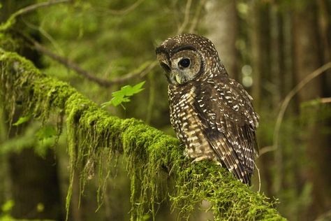 Spotted Owl Basics Northern Spotted Owl, Owl Facts, Spotted Owl, Owl Photography, Art Photography Portrait, Owl Photos, State Birds, Owl Pictures, Kinds Of Birds