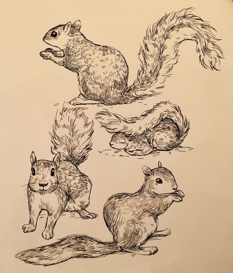 Inktober 2018 on Behance Bev Johnson, Squirrel Tattoo, Squirrel Illustration, Squirrel Art, Animal Drawings Sketches, Drawing Sketchbook, Illustration Character, Animal Sketches, Illustration Character Design