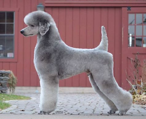 Standard Poodle Cuts, Giant Poodle, Standard Poodle Grooming, Standard Poodle Haircuts, Goldendoodle Grooming, Poodle Hair, Poodle Haircut, Dog Grooming Styles, Dog Anatomy